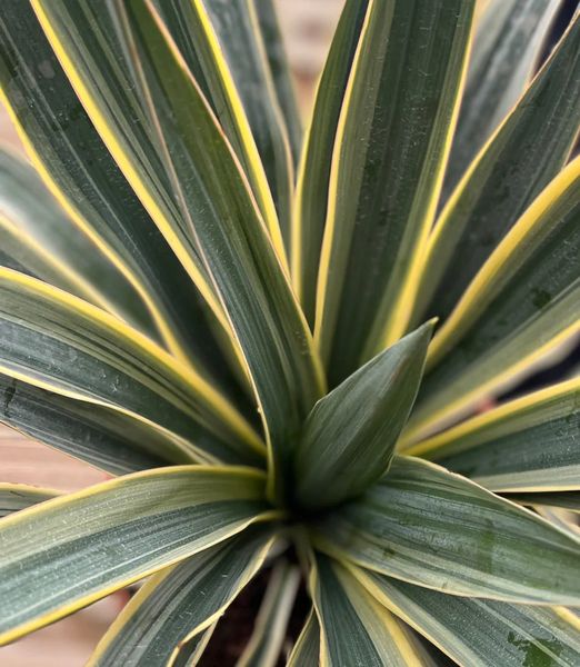 Yucca gloriosa 'Variegata'